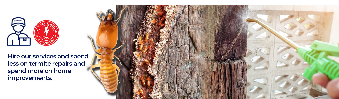 termite-control