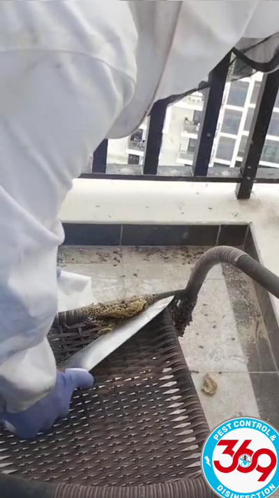 Bee Hives Removal Meadows, Bee Removal Meadows, Bee Control Meadows, Bee Pest Control Meadows, Bee Removal Near Me Meadows, Same Day Bee Removal Meadows, Emergency Bee Removal Meadows, Bee Hive Removal Service Meadows, Bee Removal Villa Meadows, Garden Bee Control Meadows, Bee Nest Removal Meadows, Bees In Garden Meadows, Safe Bee Hive Removal Meadows, Professional Bee Removal Meadows Dubai, Affordable Bee Removal Meadows, Bee Infestation Removal Meadows,