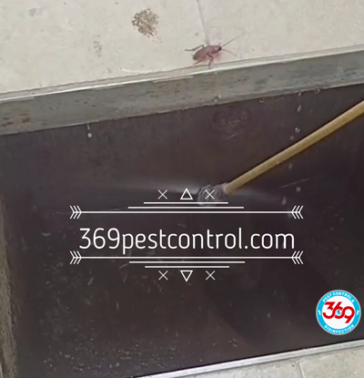 Cockroach Control, roach cockroach, german cockroach, spraying for cockroaches, american cockroaches, cockroach exterminator, cockroach pest control, roach pest control, advion cockroach, advion roach, best roach killers, cockroach treatment at home, flying cockroaches, oriental cockroach, cockroaches in house, roach insecticide, cockroach insecticide, cockroaches in home, cockroach control, german roach, cockroach control JLT, cockroach pest control JLT, pest control JLT, cockroach exterminator JLT, cockroach treatment JLT, apartment cockroach control JLT, restaurant pest control JLT, kitchen cockroach control JLT, office pest control JLT, home cockroach treatment JLT, cockroach gel treatment JLT, cockroach spraying JLT, german cockroach treatment JLT, pest control services JLT, anti cockroach treatment JLT,